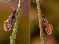 Attēlu rezultāti vaicājumam “Eriocraniidae”