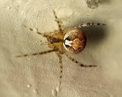 Attēlu rezultāti vaicājumam “Theridiidae”