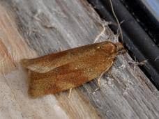 Attēlu rezultāti vaicājumam “Aphelia paleana”