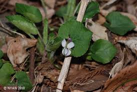 Attēlu rezultāti vaicājumam “Viola collina leaf”