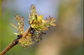 Attēlu rezultāti vaicājumam “Fraxinus pennsylvanica male flower”