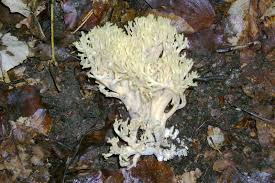 Attēlu rezultāti vaicājumam “Ramaria flava”