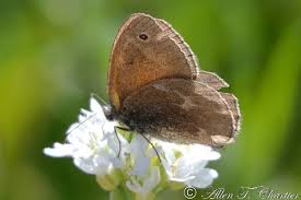 Attēlu rezultāti vaicājumam “Coenonympha tullia underside”