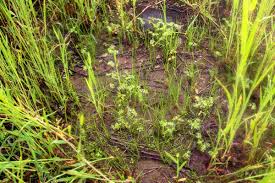 Attēlu rezultāti vaicājumam “Isoetaceae”