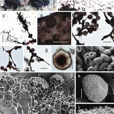 Attēlu rezultāti vaicājumam “Symphytocarpus flaccidus”