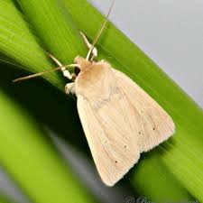 Attēlu rezultāti vaicājumam “Mythimna flammea”