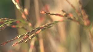 Attēlu rezultāti vaicājumam “Carex digitata bud”