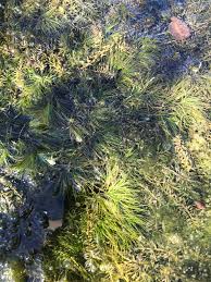 Attēlu rezultāti vaicājumam “Najas minor”