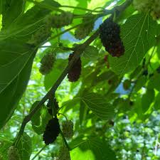 Attēlu rezultāti vaicājumam “Morus alba”