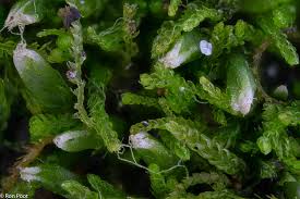 Attēlu rezultāti vaicājumam “Cephalozia bicuspidata”