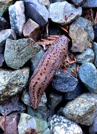 Attēlu rezultāti vaicājumam “Limax maximus”