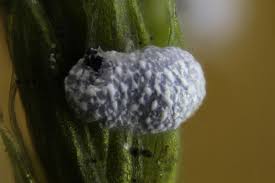 Attēlu rezultāti vaicājumam “Badhamia flavoglauca spores”