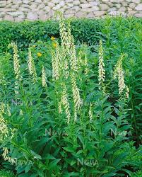 Image result for Digitalis lutea