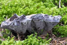 Attēlu rezultāti vaicājumam “Phellodon niger”