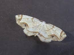 Attēlu rezultāti vaicājumam “Eulithis sp.”