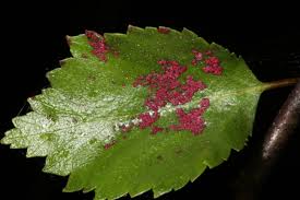 Attēlu rezultāti vaicājumam “Acalitus longisetosus”