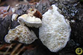 Attēlu rezultāti vaicājumam “Antrodia albida”