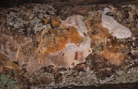 Attēlu rezultāti vaicājumam “Elmerina caryae”