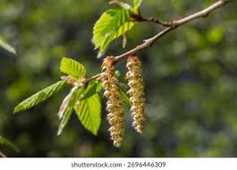 Attēlu rezultāti vaicājumam “Tussilago farfara bud”