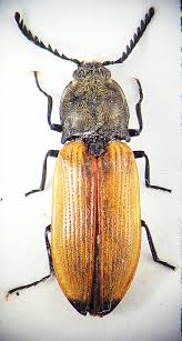 Attēlu rezultāti vaicājumam “Anostirus castaneus”