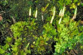 Attēlu rezultāti vaicājumam “Encalypta streptocarpa”