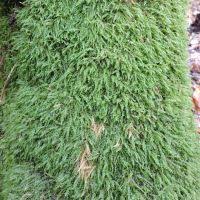 Attēlu rezultāti vaicājumam “Anomodon viticulosus”