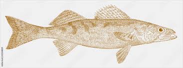 Image result for Sander vitreus