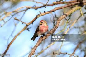 Attēlu rezultāti vaicājumam “Carduelis flammea male”