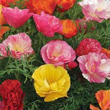 Attēlu rezultāti vaicājumam “Eschscholzia californica fruit”