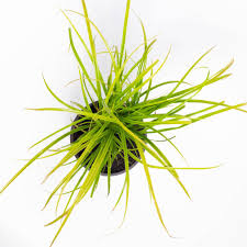 Attēlu rezultāti vaicājumam “Carex x bakkeriana”