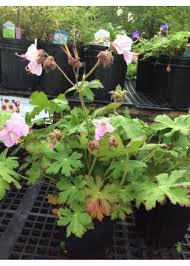 Attēlu rezultāti vaicājumam “Geranium bohemicum fruit”