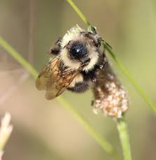 Attēlu rezultāti vaicājumam “Bombus”