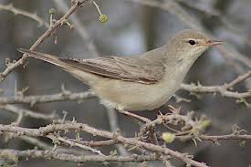 Image result for Hippolais pallida