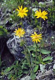 Attēlu rezultāti vaicājumam “Arnica montana”
