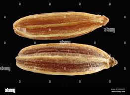 Image result for Carum carvi