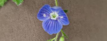 Attēlu rezultāti vaicājumam “Veronica chamaedrys flower”