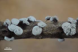 Attēlu rezultāti vaicājumam “Didymium serpula spores”