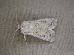 Attēlu rezultāti vaicājumam “Agrotis ripae”