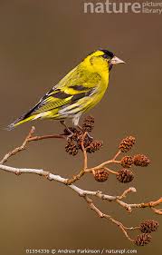 Attēlu rezultāti vaicājumam “Carduelis spinus female”