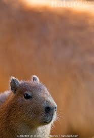 Attēlu rezultāti vaicājumam “Hydrochoerus hydrochaeris”