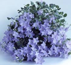 Image result for Campanula isophylla