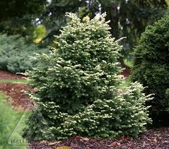Attēlu rezultāti vaicājumam “Tsuga canadensis”