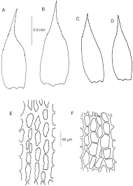 Attēlu rezultāti vaicājumam “Isothecium alopecuroides”