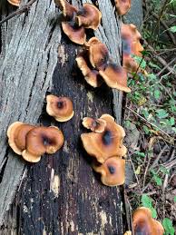 Attēlu rezultāti vaicājumam “Polyporus badius”