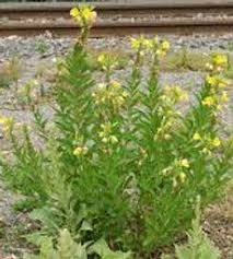 Image result for Oenothera biennis