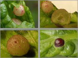 Attēlu rezultāti vaicājumam “Neuroterus quercusbaccarum”