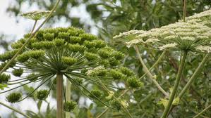 Attēlu rezultāti vaicājumam “Heracleum sosnowskyi leaf”