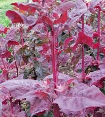 Image result for Atriplex hortensis