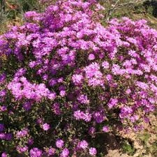 Attēlu rezultāti vaicājumam “Diderma globosum sessile”