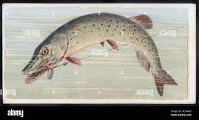Image result for Esox masquinongy